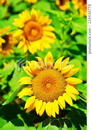 sunflower sunflower 128430778