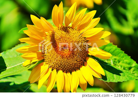 sunflower	 128430779