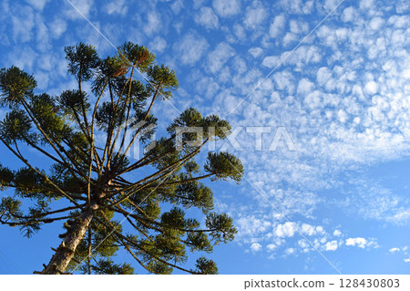 Bottom View of Beautiful Araucaria (Parana Pine Tree) and Blue Sky (Curitiba, Parana, Brazil) (South Brazil) 128430803