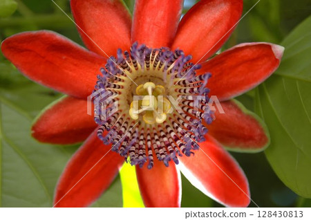 Top view red passion flower showing star petals and purple white corona in natural light Top view red passion flower showing star petals and purple white corona in natural light 128430813
