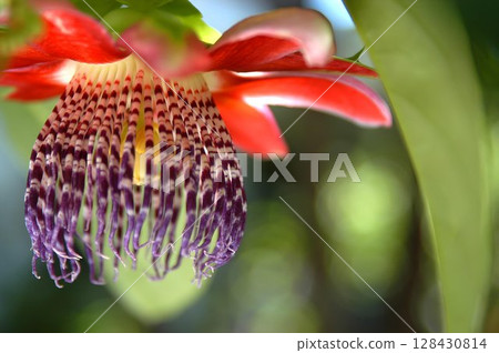 Side view red passion flower with dangling purple striped filaments against blurred green background Side view red passion flower with dangling purple striped filaments against blurred green background 128430814