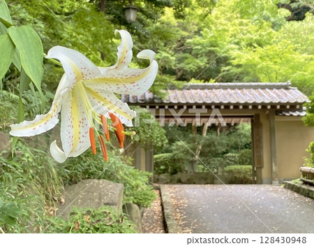 大磯城公園的山百合 大磯城公園的山百合 128430948