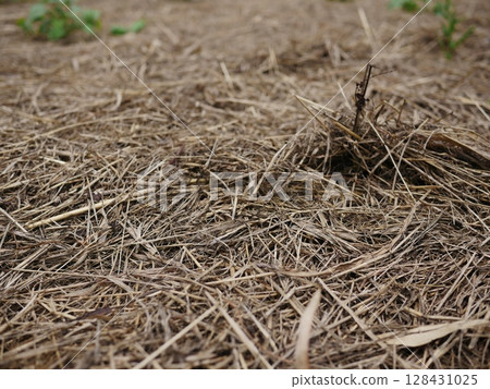Tree roots stretching across the ground, rise and fall, grass withers, changing of the seasons, texture Tree roots stretching across the ground, rise and fall, grass withers, changing of the seasons, texture 128431025