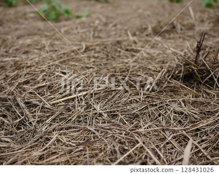 Tree roots stretching across the ground, rise and fall, grass withers, changing of the seasons, texture 128431026