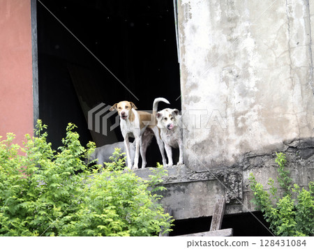 Two stray domestic dogs, loyal companion animal pair, appear alert standing together on concrete ledge of abandoned building wall looking towards camera with wary expression 128431084