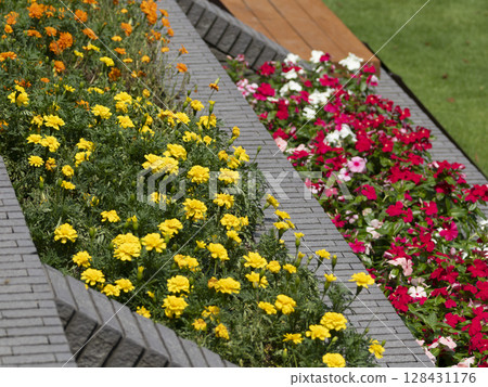 夏季花壇風景 夏季花壇風景 128431176