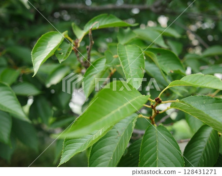 A play of greenery, a source of energy, cherry blossom leaves fluttering in the air, a hint of summer, copy space, summer is in full swing!!! 128431271