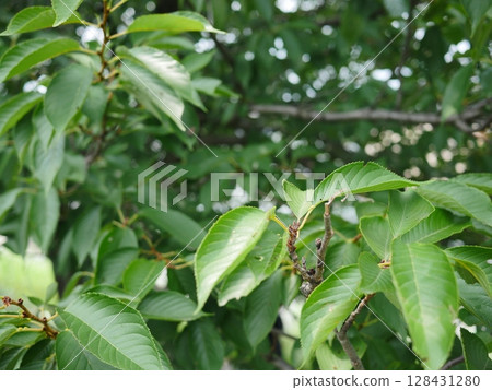 一片綠意，一股能量源泉，櫻花葉在空中飄揚，一絲夏日氣息，複製空間，夏天正如火如荼地進行著！ ！ ！ 128431280