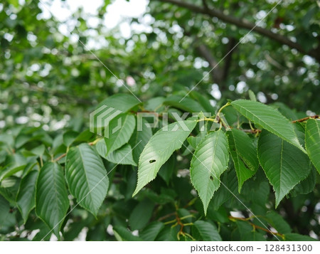 A play of greenery, a source of energy, cherry blossom leaves fluttering in the air, a hint of summer, copy space, summer is in full swing!!! A play of greenery, a source of energy, cherry blossom leaves fluttering in the air, a hint of summer, copy space, summer is in full swing!!! 128431300