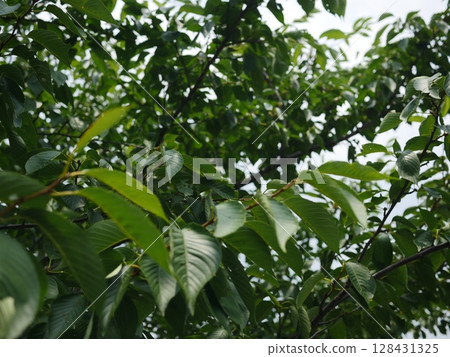 A play of greenery, a source of energy, cherry blossom leaves fluttering in the air, a hint of summer, copy space, summer is in full swing!!! 128431325