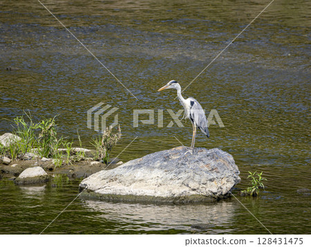 A heron hunting for fish from a rock 128431475
