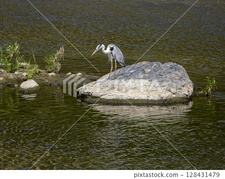 A heron hunting for fish from a rock 128431479