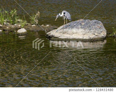A heron hunting for fish from a rock A heron hunting for fish from a rock 128431480