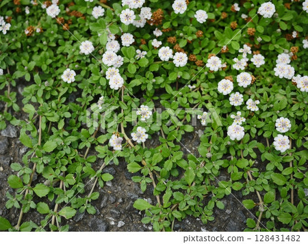 Small flowers blooming in the spring field. A small world woven together. Copy space. A small flower garden. Small flowers blooming in the spring field. A small world woven together. Copy space. A small flower garden. 128431482
