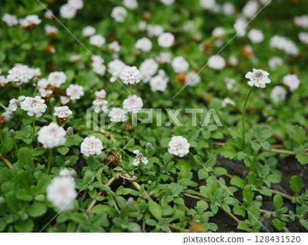 Small flowers blooming in the spring field. A small world woven together. Copy space. A small flower garden. 128431520