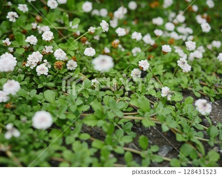 Small flowers blooming in the spring field. A small world woven together. Copy space. A small flower garden. 128431523