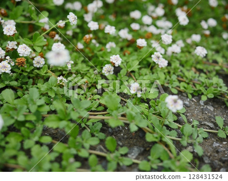 Small flowers blooming in the spring field. A small world woven together. Copy space. A small flower garden. 128431524