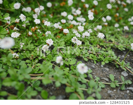 Small flowers blooming in the spring field. A small world woven together. Copy space. A small flower garden. 128431525