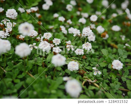 Small flowers blooming in the spring field. A small world woven together. Copy space. A small flower garden. Small flowers blooming in the spring field. A small world woven together. Copy space. A small flower garden. 128431532