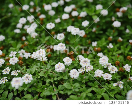 Small flowers blooming in the spring field. A small world woven together. Copy space. A small flower garden. Small flowers blooming in the spring field. A small world woven together. Copy space. A small flower garden. 128431546