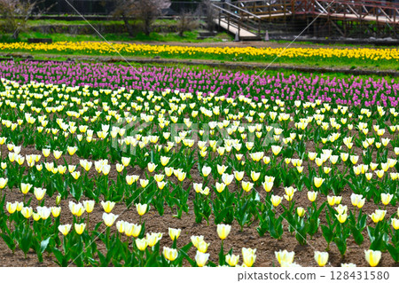 View of the tulip fields at Yamanakako Hananomiyako Park View of the tulip fields at Yamanakako Hananomiyako Park 128431580