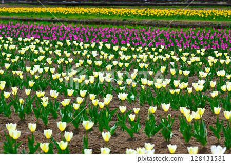 山中湖花之宮公園的鬱金香花田 128431581