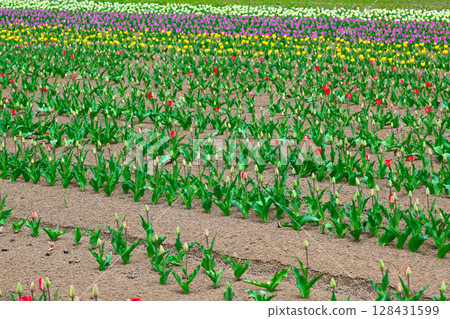 View of the tulip fields at Yamanakako Hananomiyako Park View of the tulip fields at Yamanakako Hananomiyako Park 128431599
