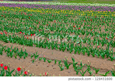 View of the tulip fields at Yamanakako Hananomiyako Park View of the tulip fields at Yamanakako Hananomiyako Park 128431600
