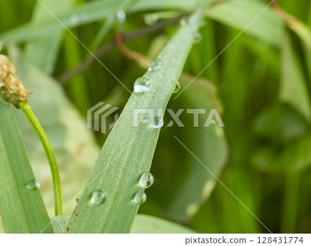 新鮮綠葉上的水滴 128431774