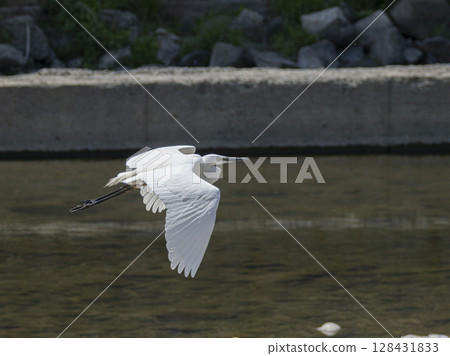Great Egret fly above the river Great Egret fly above the river 128431833