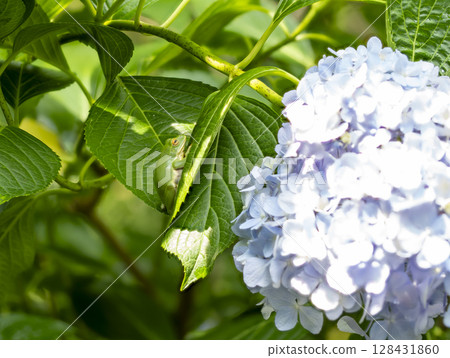 森林樹蛙和繡球花 森林樹蛙和繡球花 128431860