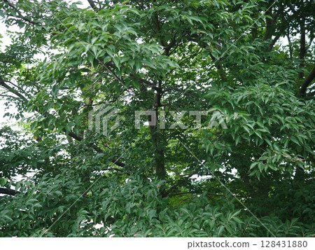 Trees bathed in sunlight in the forest, a soothing space, cool shade, copy space Trees bathed in sunlight in the forest, a soothing space, cool shade, copy space 128431880