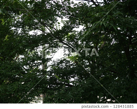 Trees bathed in sunlight in the forest, a soothing space, cool shade, copy space 128431885