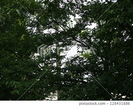 Trees bathed in sunlight in the forest, a soothing space, cool shade, copy space Trees bathed in sunlight in the forest, a soothing space, cool shade, copy space 128431886