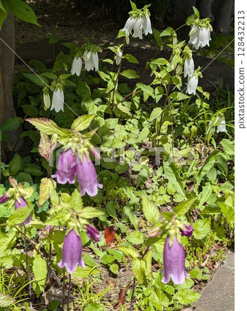 Firefly brush 128432213