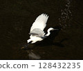 White Egret Taking Off 128432235