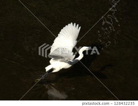 White Egret Taking Off White Egret Taking Off 128432235
