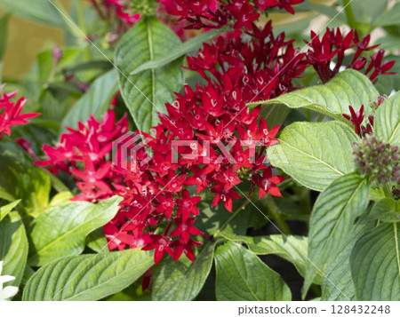 公園裡盛開的鮮紅色五星花 128432248
