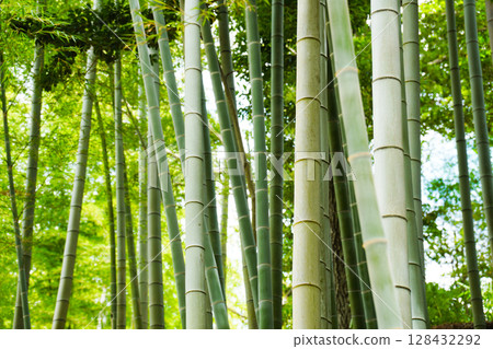 green bamboo forest green bamboo forest 128432292