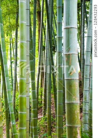 green bamboo forest green bamboo forest 128432293
