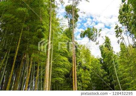 Bamboo forest and sky Bamboo forest and sky 128432295