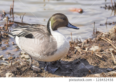 A male pintail duck resting by the water in spring in Hokkaido A male pintail duck resting by the water in spring in Hokkaido 128432438