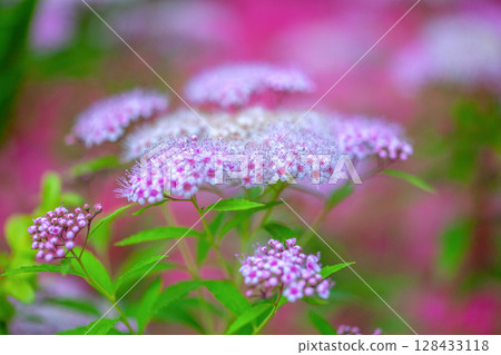 Garden flowers spirea 128433118