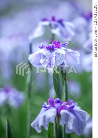 Iris Iris 128433120