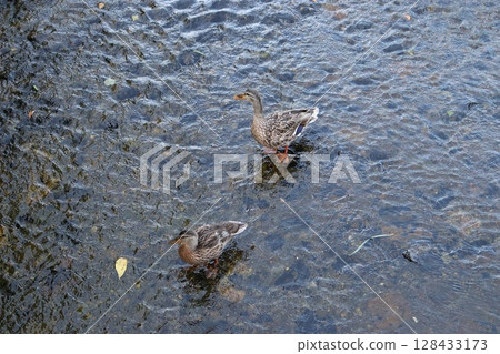 Kyoto City Kyoto Kamo River Kiyomizu-Gojo Keihan Railway Hankyu Railway Aigamo Aigamo Kiyomizu-Gojo Station Kyoto Kawaramachi Station Kyoto City Kyoto Kamo River Kiyomizu-Gojo Keihan Railway Hankyu Railway Aigamo Aigamo Kiyomizu-Gojo Station Kyoto Kawaramachi Station 128433173