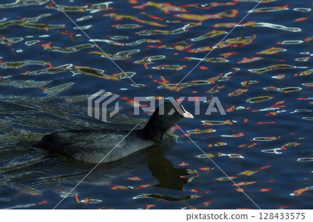 A coot swimming on the clear water surface reflecting light 128433575