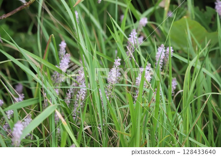 杜鵑花與雜草混合 128433640