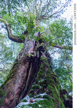 Seven Yakusugi Cedars, Shiratani Unsuikyo Gorge, Yakushima (March) 128433840