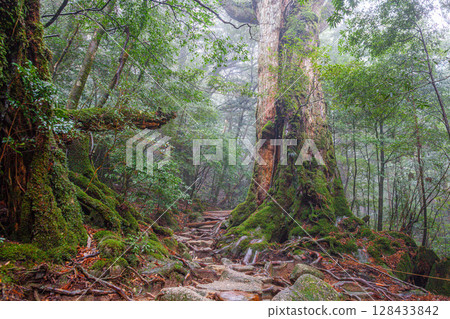 屋久島白谷雲水峽七株屋久杉（3月） 128433842