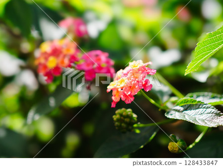 馬纓丹花 馬纓丹花 128433847